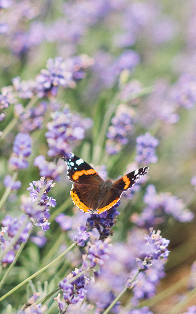 Butterfly on lavender plant