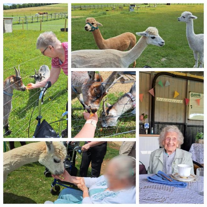 Five collage images. A resident feeding a goat. Three alphas. A hand feeding a goat. A smiling resident enjoying a cup of tea. A resident feeding a alpha.