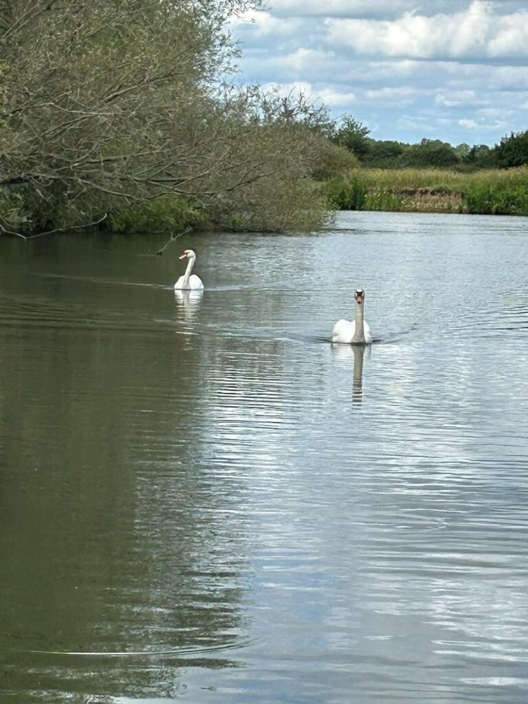 two swans swimming down a river
