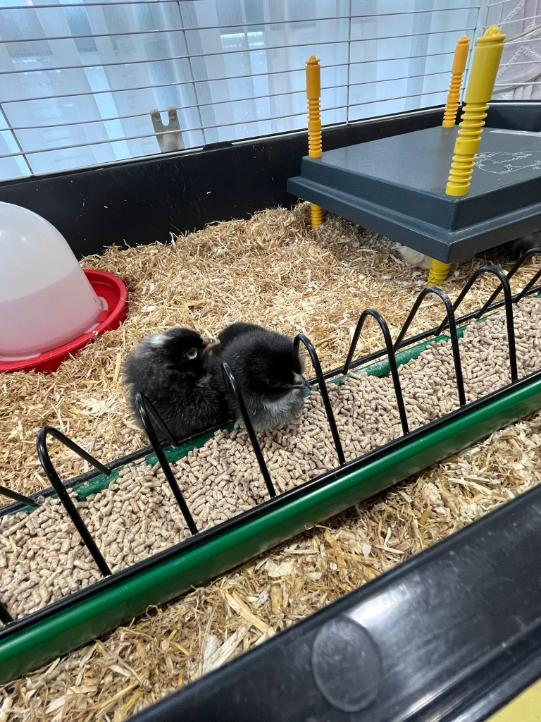 chick in an enclosure