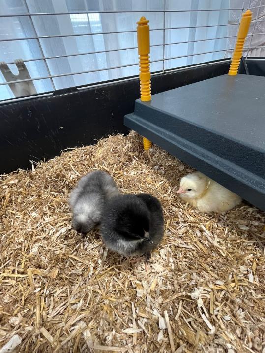 3 chicks in an enclosure