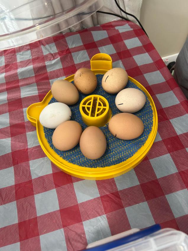 eggs on a table