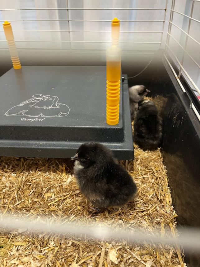 multiple chicks in an enclosure