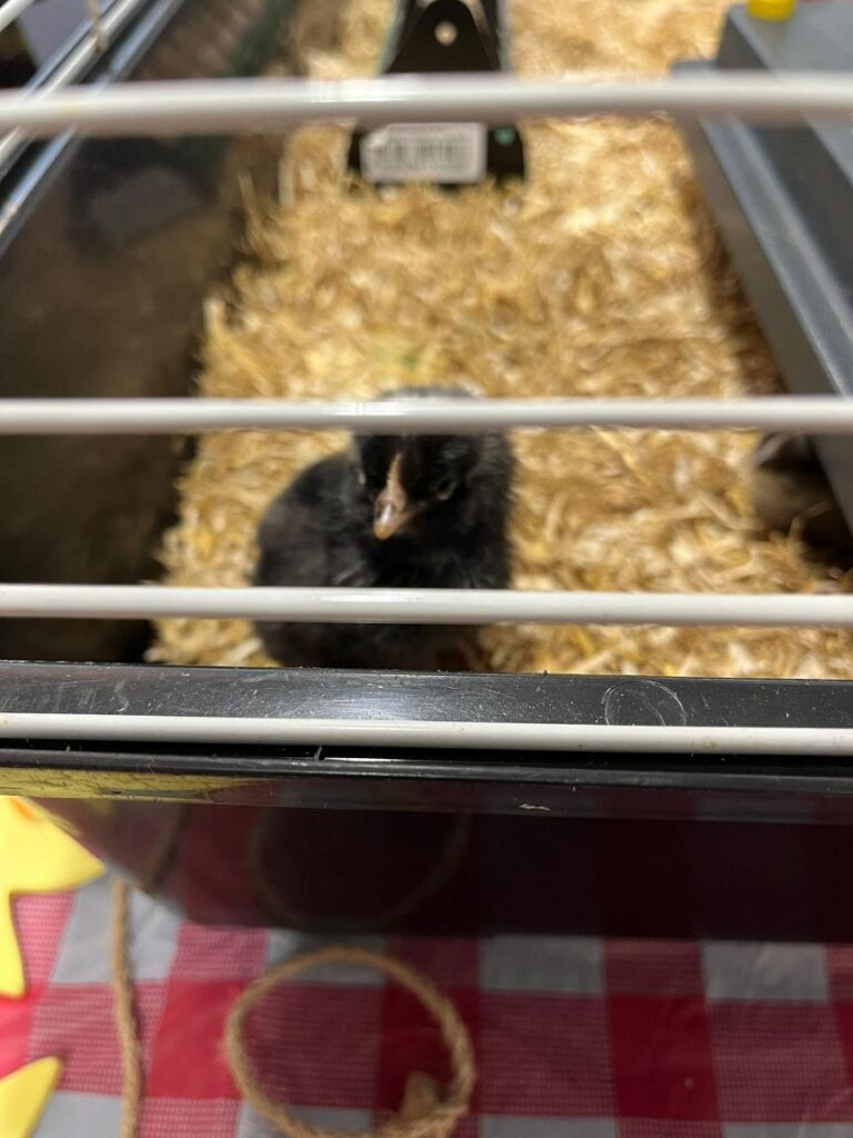 chick looking through enclosure bars