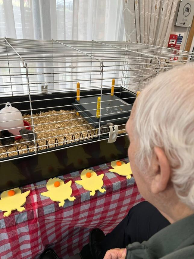 older man sat looking at a chick