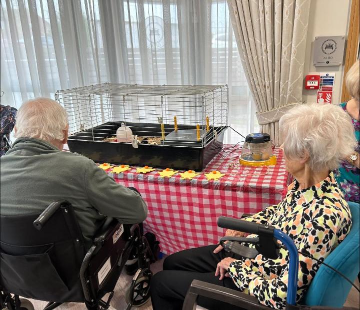 2 residents sitting looking at chicks